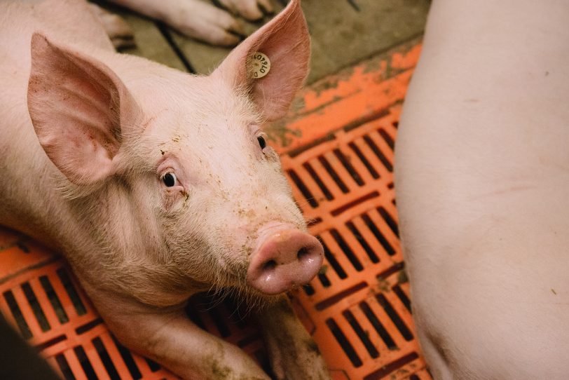 Ob Ferkelzucht oder Schweinemast – Die Arbeit im Stall ist kein 08/15-Job.