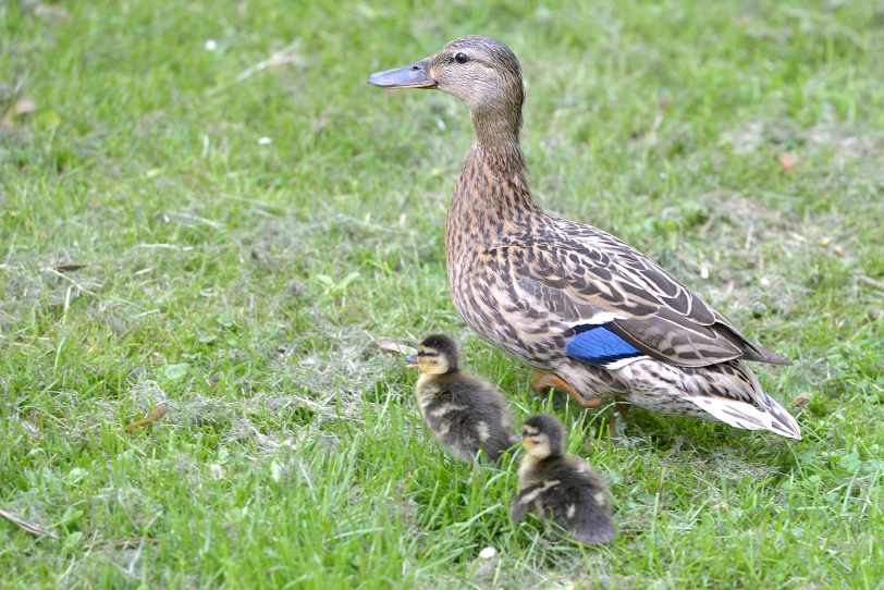 Mama Ente und ihre Kinder.