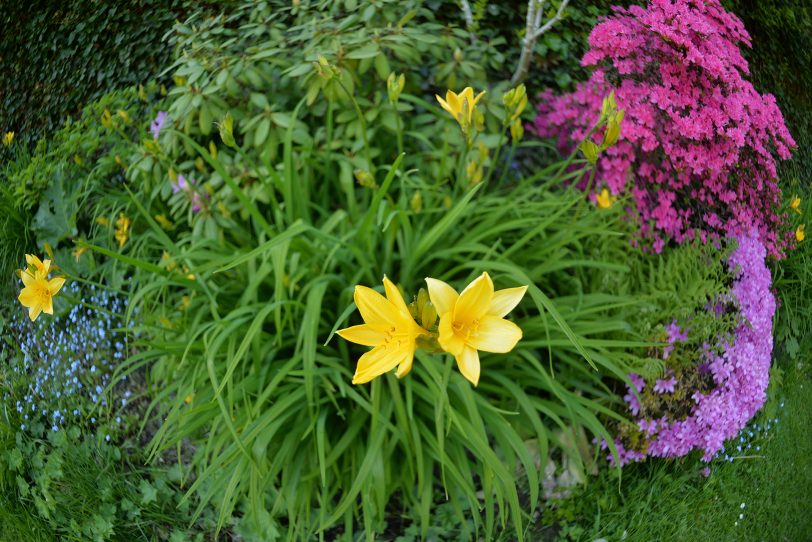 Schöne Wörter und schöne Blumen tummeln sich im Garten.