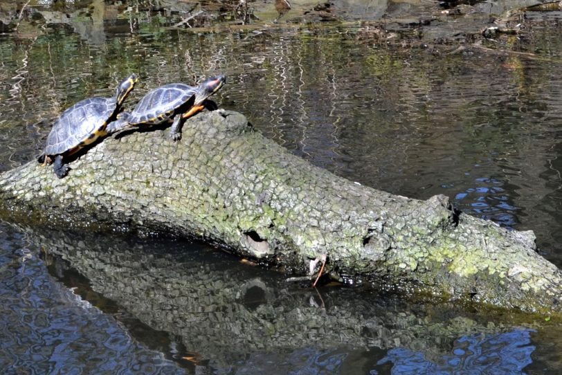 Der Frühling ist in Strünkede eingezogen - die Schildkröten nehmen ein Sonnenbad.