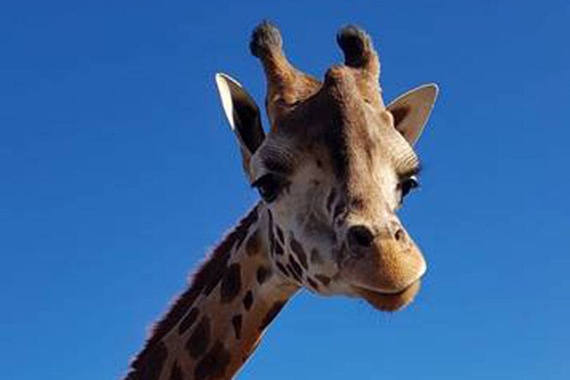 Giraffe George verlässt ZOOM Erlebniswelt Gelsenkirchen.