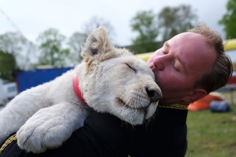 Der fünf Monate alte weiße Löwe Simba mit Dompteur Ludvik Berousek.