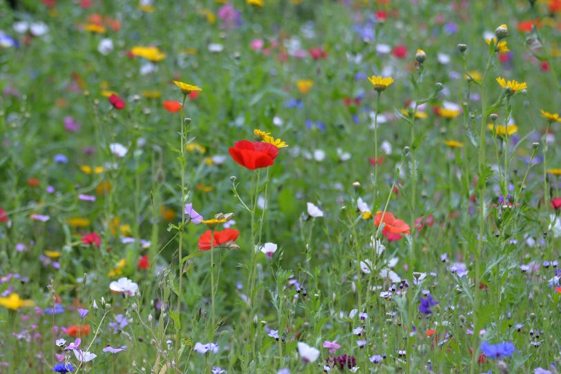 Wildblumen-Wiese ein reich gedeckter Tisch für Insekten..