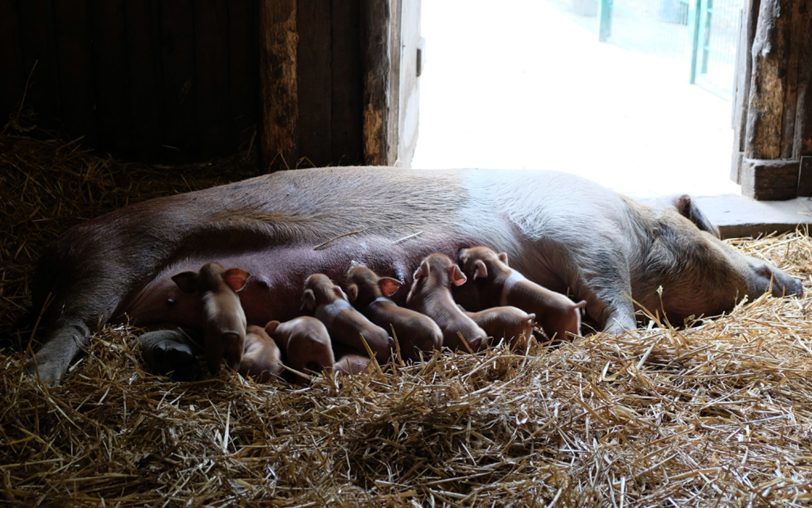 Ferkel und Mama.