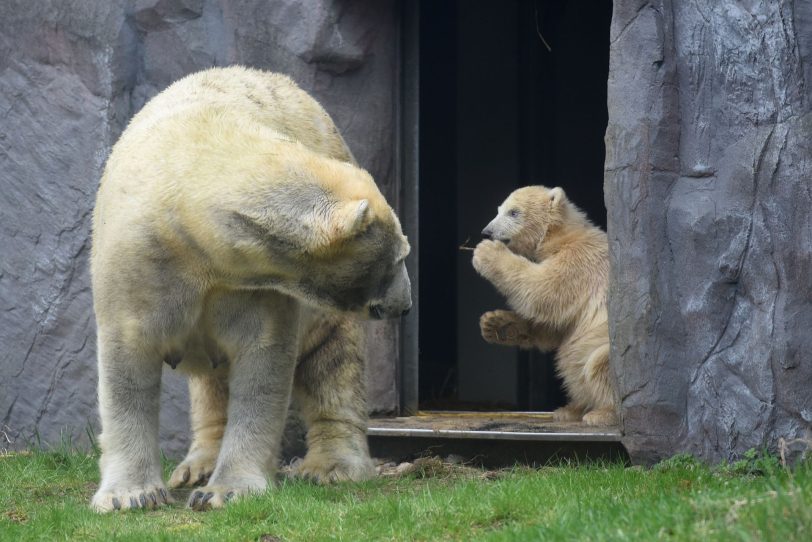 Eisbärmädchen Nanook erkundet die Außenanlage