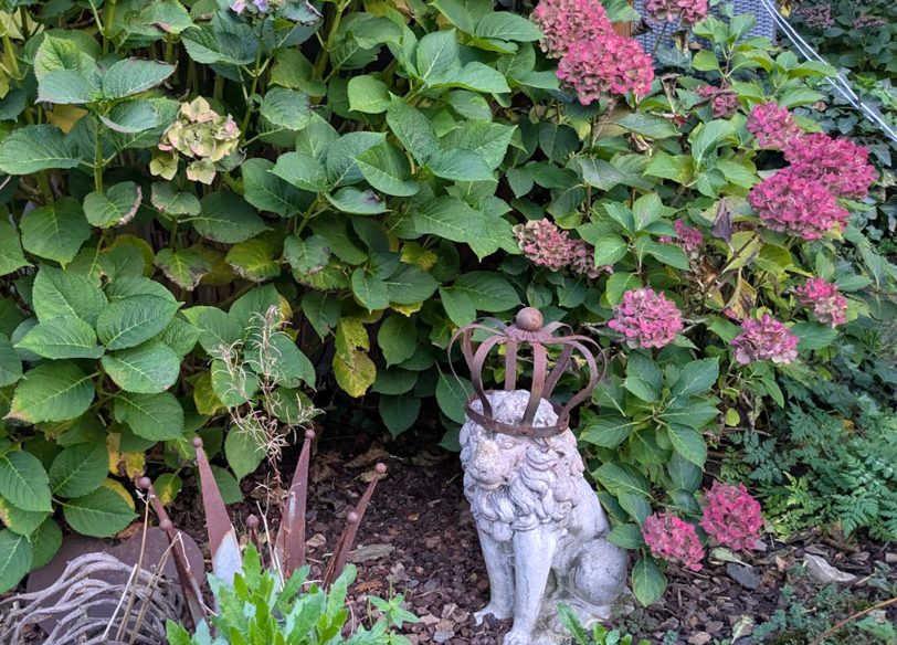 Der Herbst interessiert den Gartenlöwen nicht.