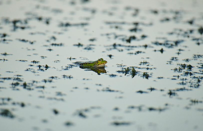 Neben den rund 390 Insektenarten, wurden unter anderem auch unterschiedliche Amphibienarten, Fische und Krebstiere erfasst.