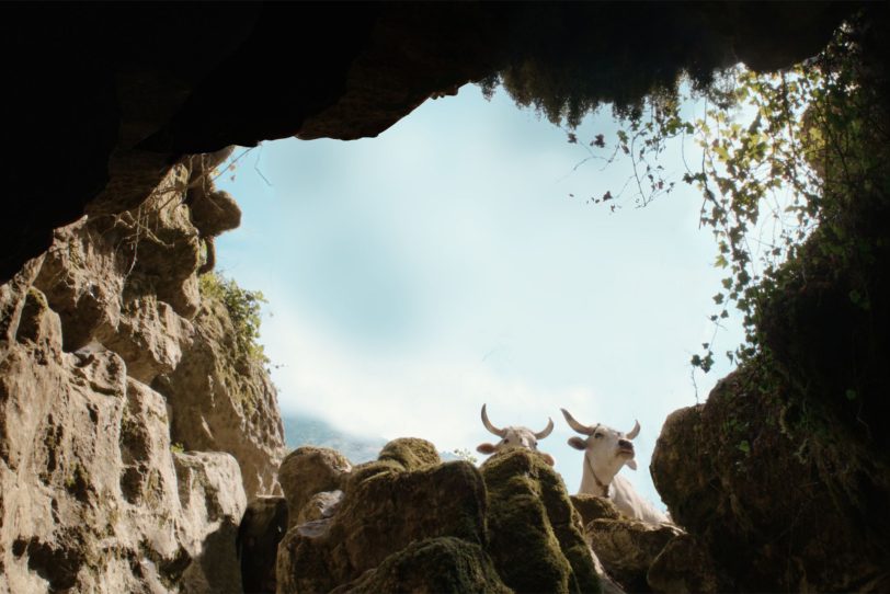 Kinofilm – Il Buco - Ein Höhlengleichnis: Tiere blicken neugierig in den Eingang der Höhle.