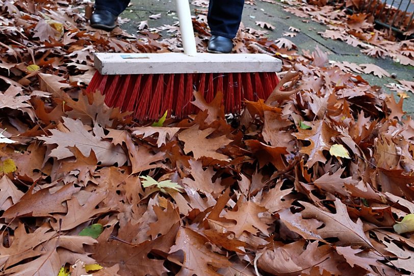Herbstblätter.