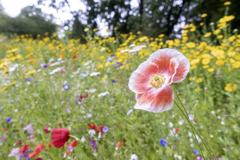 Kinder können die „Wildnis für Kinder“-Fläche in Herne-Mitte erkunden (Symbobild).