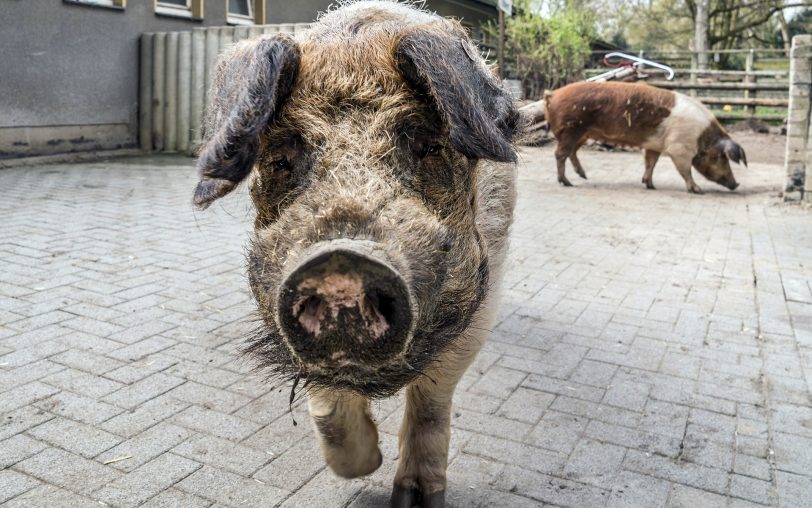 Harry und Sally fühlen sich sau-wohl und freuen sich auf Besucher.