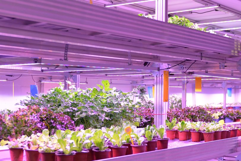 In der IndoorFarm werden Kräuter und Salate angebaut – ohne Pestizide oder künstlichen Dünger.