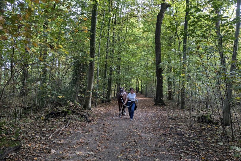 Herbstlicher Spaziergang im Gysenberg-Wald. Einzelne Jogger, Spaziergänger mit und ohne Hund, mit Pferd oder Kinderwagen genießen im Oktober 2024 eine kleine Auszeit vom hektischen Alltag.