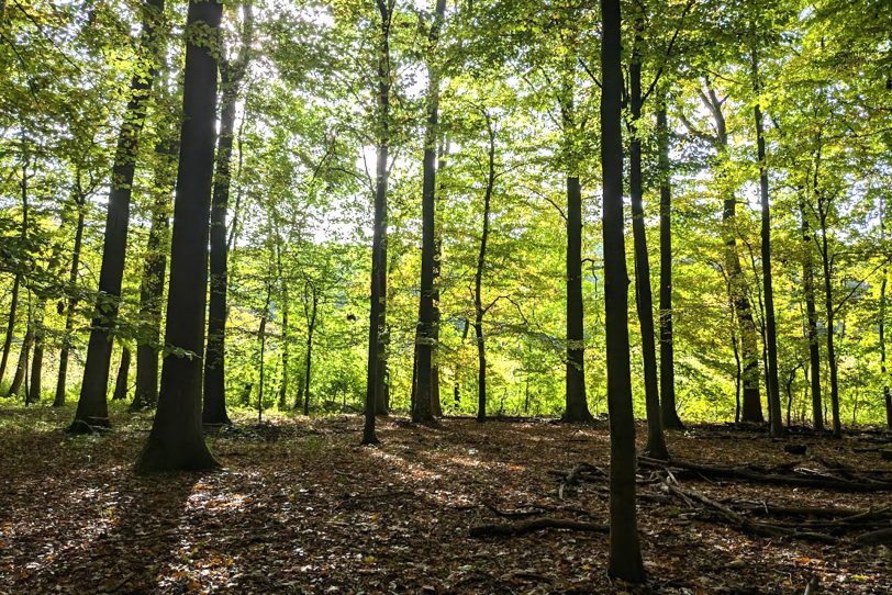 Herbstlicher Spaziergang im Gysenberg-Wald. Einzelne Jogger, Spaziergänger mit und ohne Hund, mit Pferd oder Kinderwagen genießen im Oktober 2024 eine kleine Auszeit vom hektischen Alltag.