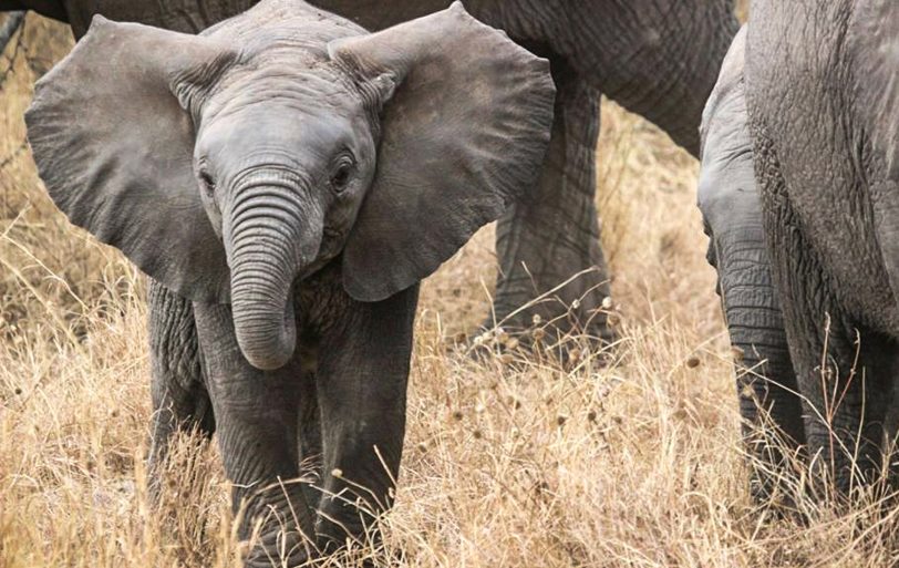 Ein Elefant möchte zu seiner Familie.