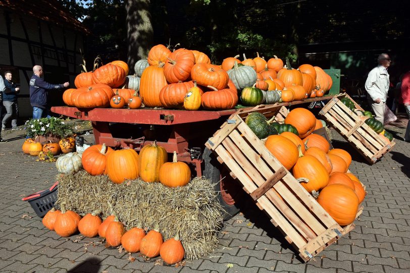 Herbstzeit ist Kürbiszeit.