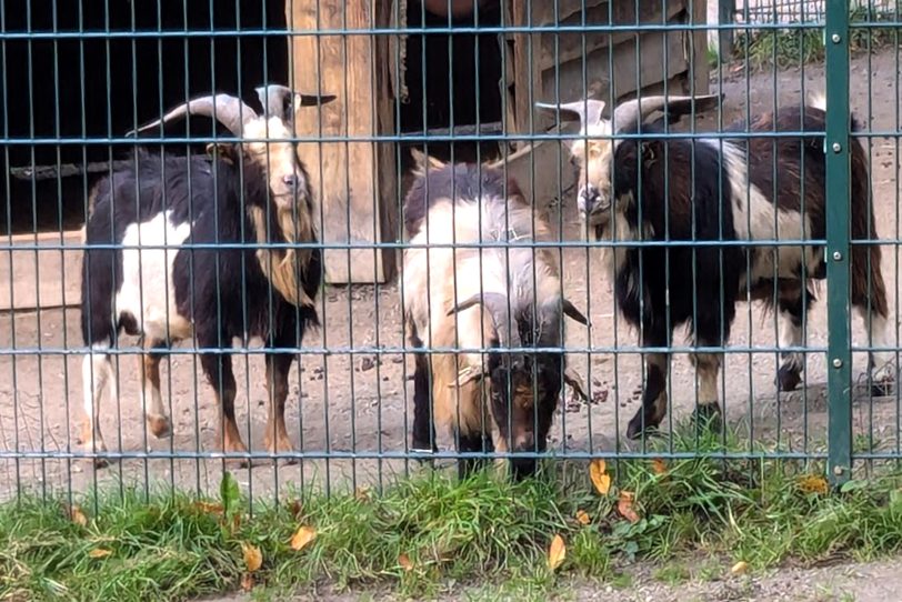 Herbstlicher Spaziergang im Gysenberg-Wald. Einzelne Jogger, Spaziergänger mit und ohne Hund, mit Pferd oder Kinderwagen genießen im Oktober 2024 eine kleine Auszeit vom hektischen Alltag.