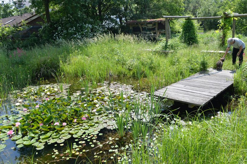 Im BUND-Garten an der Vinckestraße grünt und blüht es im Juni ganz besonders schön.