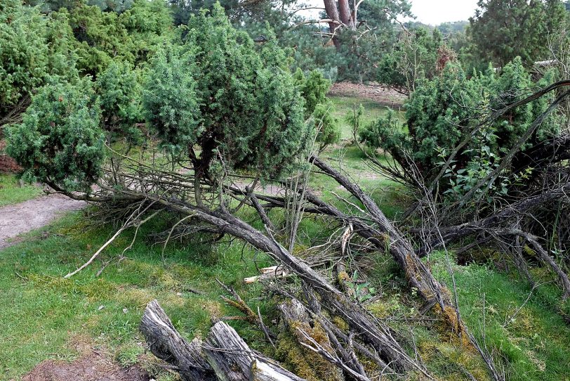 Naturschutzgebiet Westruper Heide