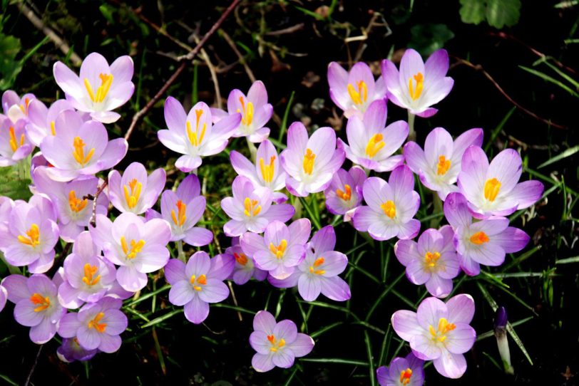 Die kleinblütigen Krokusse zeigen sich im Garten, kaum das der Schnee fort ist.