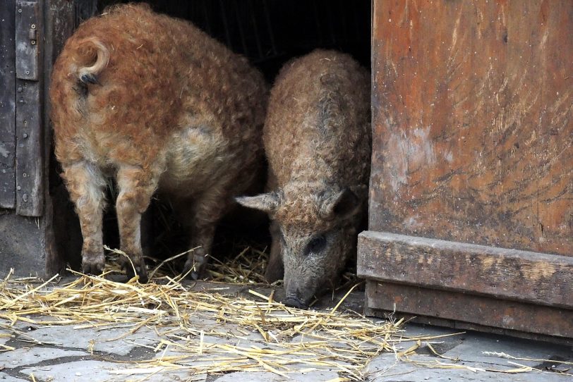 Gisela oder Elvira im Minizoo Eickel.