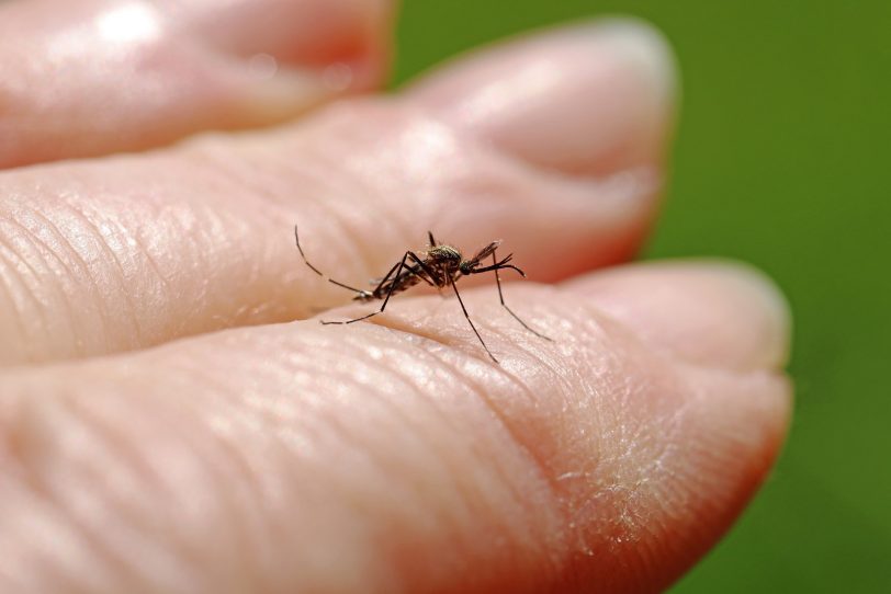 Die Folgen von Insektenstichen sind alarmierend. Allein im Jahr 2023 mussten 224 AOK-Versicherte in Herne deswegen ambulant behandelt werden.