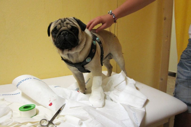 Tierischer Patient auf der Cranger Kirmes 2010: Mops Maddox.
