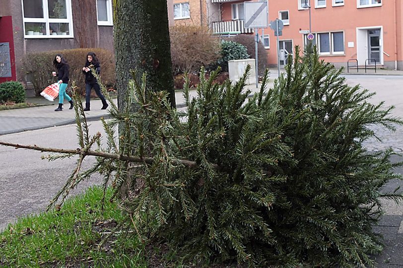Abfuhr der Weihnachtsbäume.