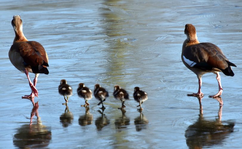 Gänsemarsch im Schlosspark Herten.