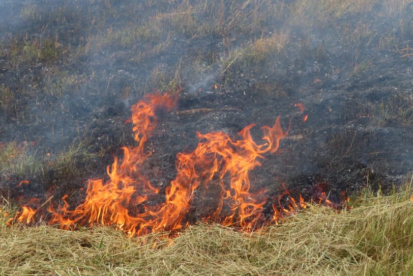 Flächenbrand im Königsgruber Park, aufgenommen von halloherne-Leserin Christel Neuhaus.