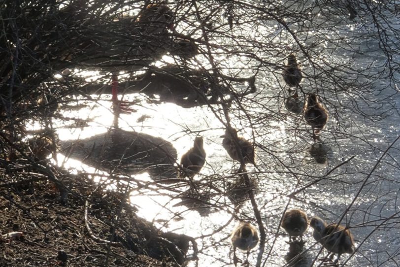 Nilgänse mit ihrem Nachwuchs auf der Schlossgräfte.