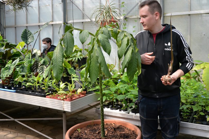 Drei Biologen der RUB eröffneten mit &amp;amp;amp;amp;#039;Jungle Leaves&amp;amp;amp;amp;#039; einen etwas anderen Pflanzenladen an der Stadtgrenze. im Bild: Patrick Schlütting, der in der Hand eine Eidechsenwurz hält, aus der Familie der Aronstabgewächse (Araceae). Die Knolle blüht ohne Wasser und Erde, stinkt allerdings wie Aas.