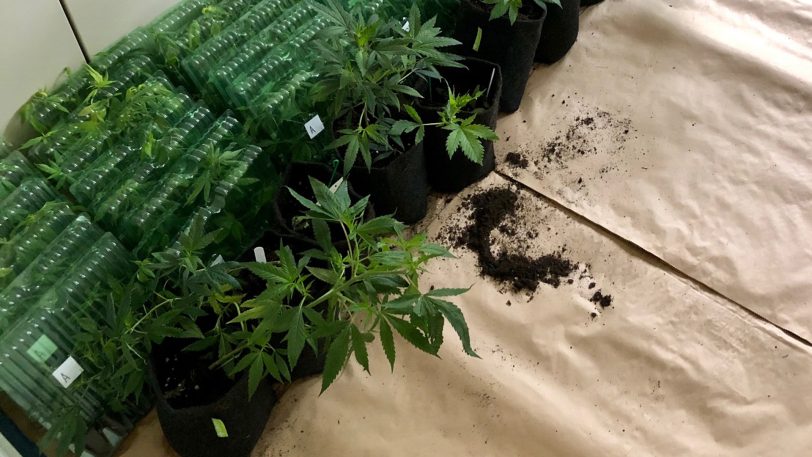 Cannabispflanzenfund, die in einem Paket an einen Herner waren.