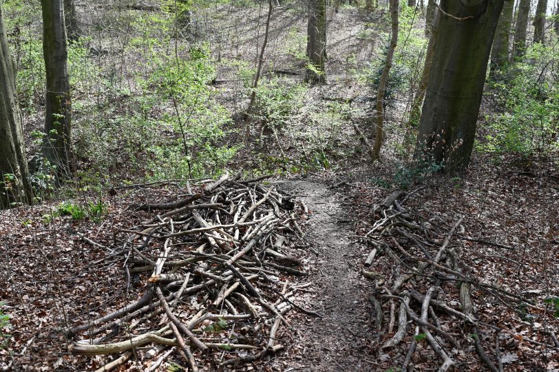 Die Trails im Waldgebiet bieten eine Menge für Biker - auch ohne Anpassung.