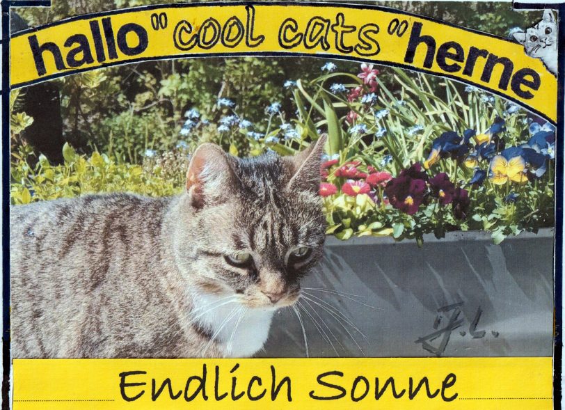 Die Sonne ist da, die Cool cats sind es auch.