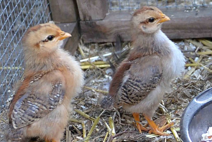 Auch kleine Zwerg-Hühner-Küken sollen ab sofort hinter Gitter.