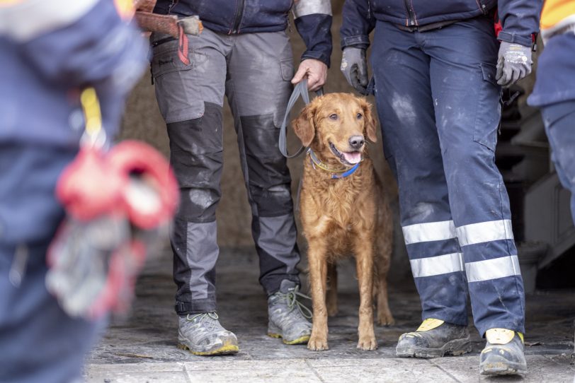 Ein Rettungshund wartet auf seinen Einsatz.