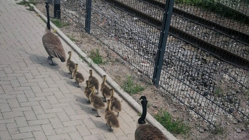 Gans, Ganter und acht Küken auf dem Weg zurück.