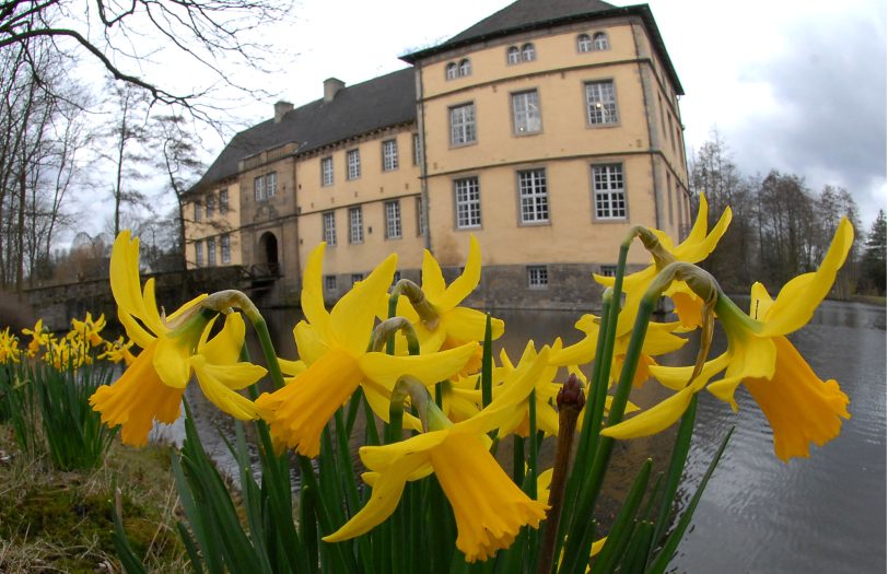 Narzissen vor Schloss Strünkede.