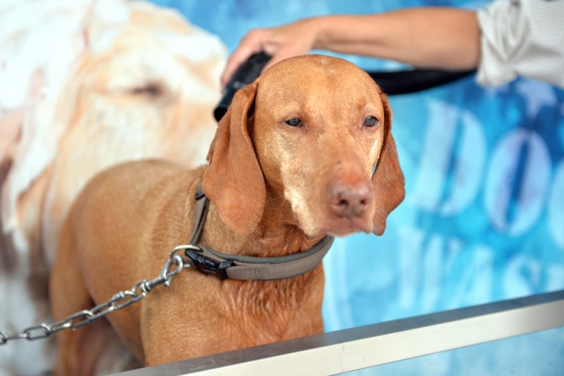 In Wanne-Eickel gibt es die erste Hundewaschanlage auf dem Gelände des Autowaschcenters Klaeser an der Dorstener Straße. im Bild: Hündin Luna, in der Waschanlage.