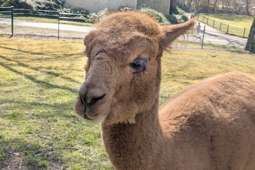 Ey, was kuckst du? Komm vorbei zum Kleintiergehege.