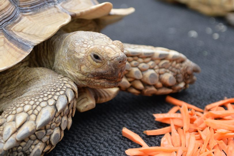 Karl-Heinz die Riesenschildkröte (Archivfoto).