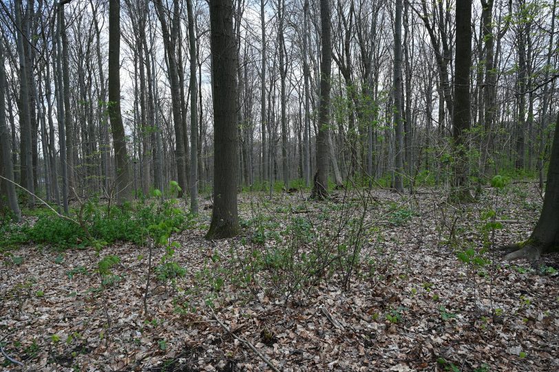 Hier wäre der Eingang eines geplanten Trails des Konzepte Trailpark Gysenberg.