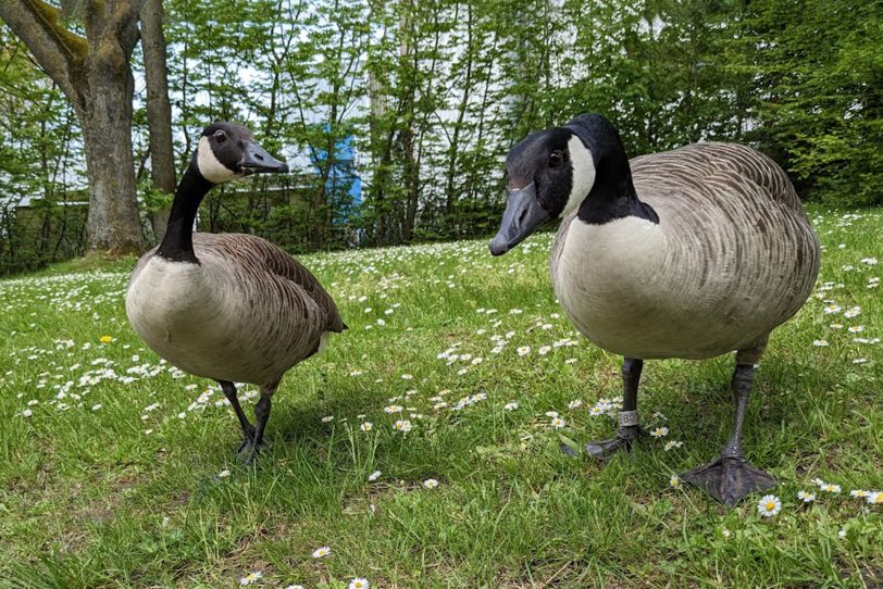 Kontakt zwischen Wildvögeln und Zuchtgeflügel muss vermieden werden.