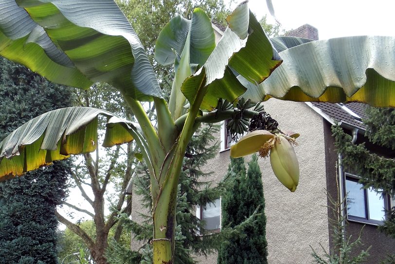 Bananen-Staude mit Früchten - mitten in Sodingen.