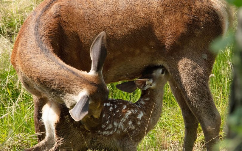 Szene aus dem gleichnamigen Film: Bambi trinkt bei seiner Mutter.
