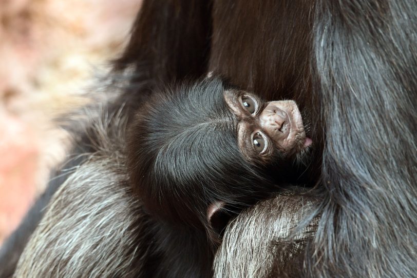 Hier ich bin ich Baby, hier darf ich sein.