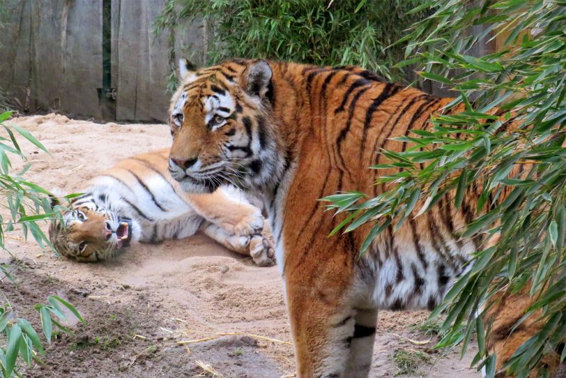 Amur-Tiger der ZOOM Erlebniswelt wurden erfolgreich vergesellschaftet.