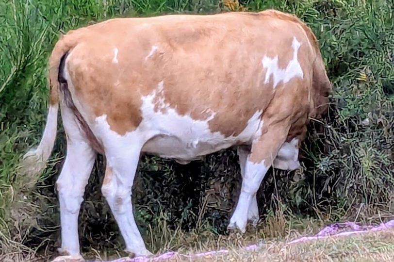 Das Offensichtliche muss nicht versteckt werden – heilige Kühe werden nicht geschlachtet.