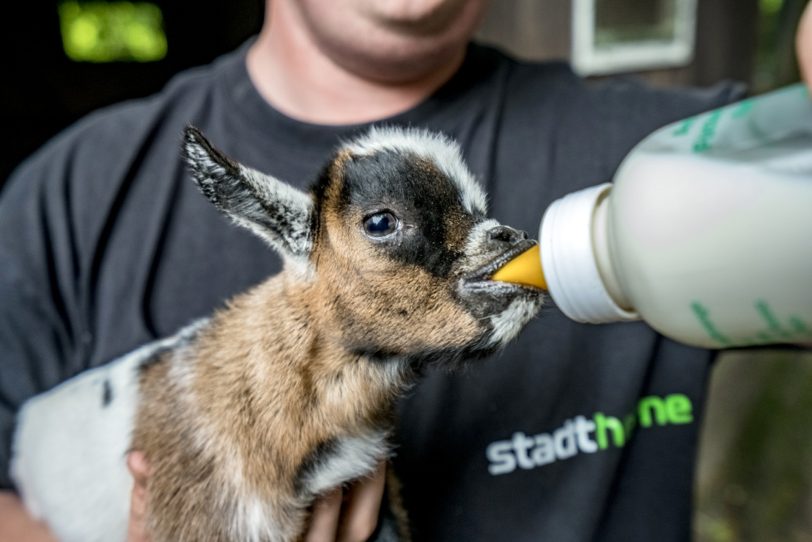 Im Buch Schlimmer geht immer! haben mehrere Tiere ein Wehwehchen.